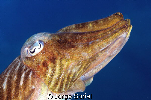 Cuttlefish against the blue sea by Jorge Sorial 